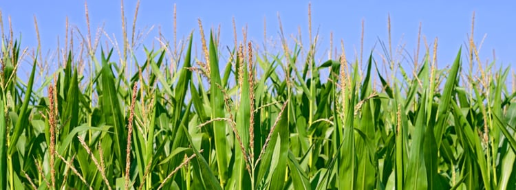 Corn Field of Dreams 